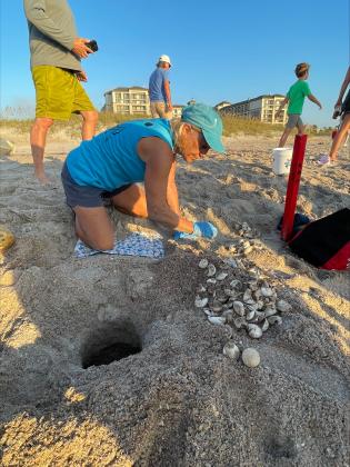 Certified volunteer Micki Marvin excavates a nest outside of the Ritz-Carlton, Amelia Island on July 22.  