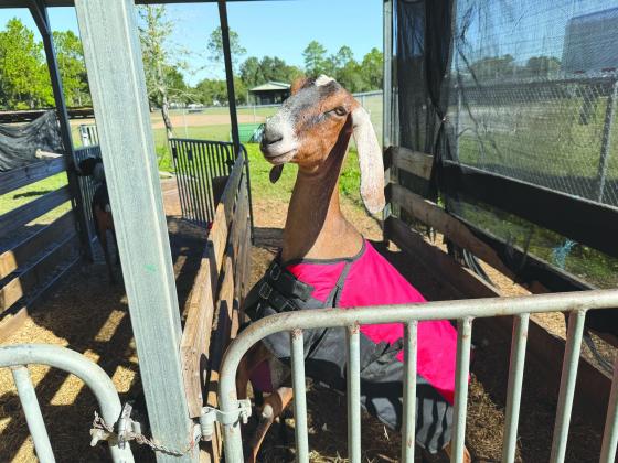 Yulee High School’s agriculture program has goats toward the back of the school. Nick Blank/News-Leader