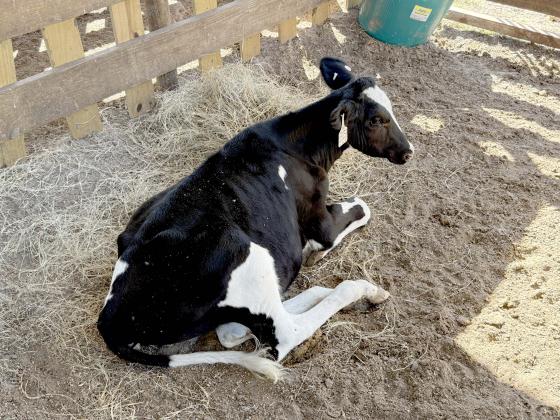 A cow in the barn at Yulee High School. Nick Blank/News-Leader