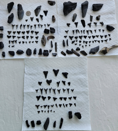 All of the teeth found on their trip to Fernandina Beach last week Submitted by Matt Henry 