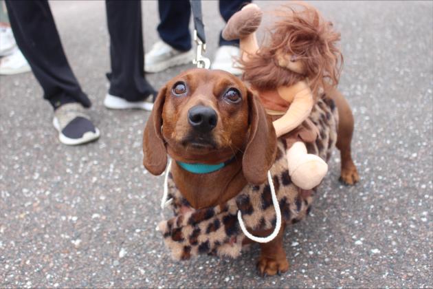 Decked-out pups at Barktoberfest.  By Marisa DeMar/News-Leader 