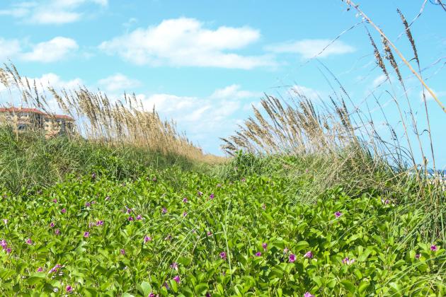 Sea oats and other vegetation grows along the dunes behind a home on the south end of Amelia Island. File photo/News-Leader
