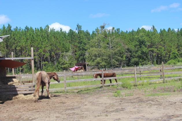 therapy horses in September at Paramount ARC. Marisa DeMar/News-Leader