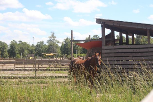 One of Paramount ARC’s therapy horses in September. Marisa DeMar/News-Leader
