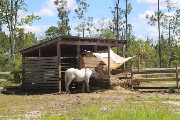 therapy horses in September at Paramount ARC. Marisa DeMar/News-Leader