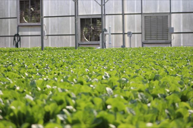 The lettuce grown in the aquaponic greenhouse at Tradershill. Photos by Marisa DeMar/News-Leader