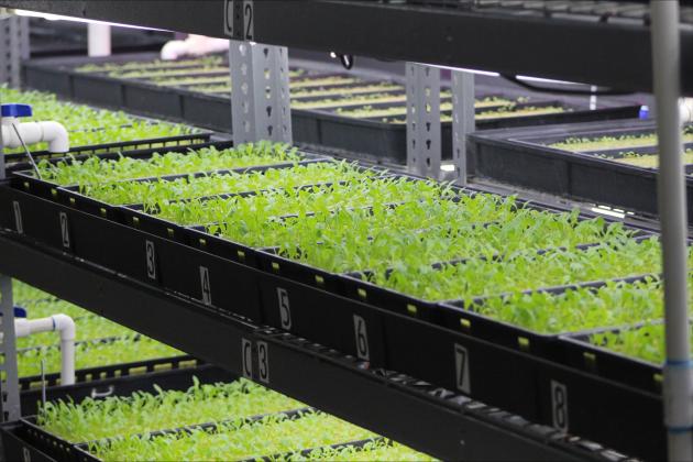Lettuce sprouts grown in a controlled environment prior to being planted at Tradershill.