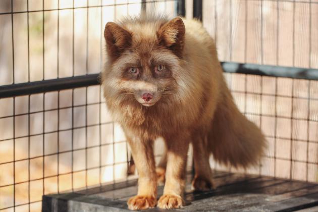One of the residents of the Salty Fox Sanctuary on Monday in Yulee. Photo by Marisa DeMar/News-Leader