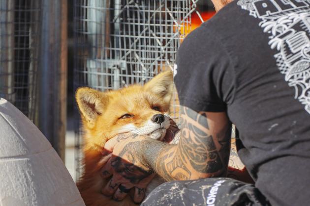 Dave Altman interacts with Finnegan the red fox Monday at Salty Fox Sanctuary. Photo by Marisa DeMar/News-Leader