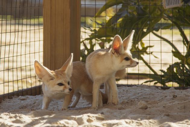 A pair of Fennec Foxes at the Salty Fox Sanctuary on Monday in Yulee. Photo by Ashley Chandler/News-Leader