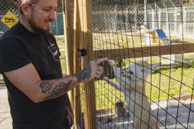 Dave Altman interacts with a fennec fox Monday at Salty Fox Sanctuary. Photo by Ashley Chandler/News-Leader