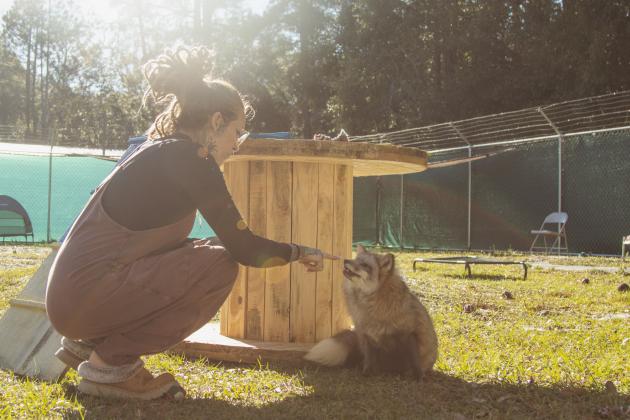 Kayla Altman gives marshmallows to a fox in the play yard at the Salty Fox Sanctuary in Yulee. Photo by Ashley Chandler/News-Leader