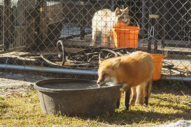 One of the residents of the Salty Fox Sanctuary on Monday in Yulee. Photo by Ashley Chandler/News-Leader