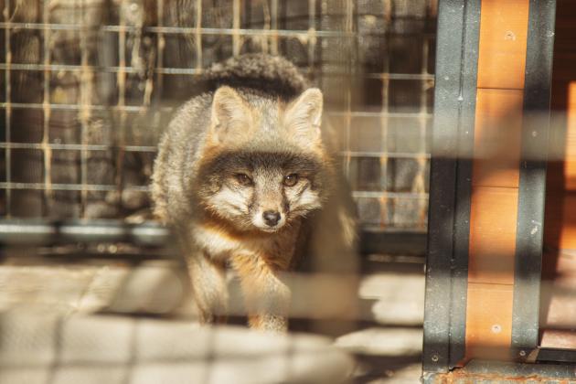 One of the residents of the Salty Fox Sanctuary on Monday in Yulee. Photo by Ashley Chandler/News-Leader