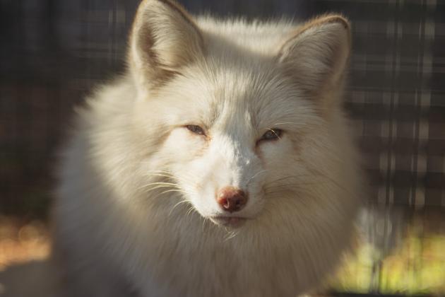 One of the residents of the Salty Fox Sanctuary on Monday in Yulee. Photo by Ashley Chandler/News-Leader
