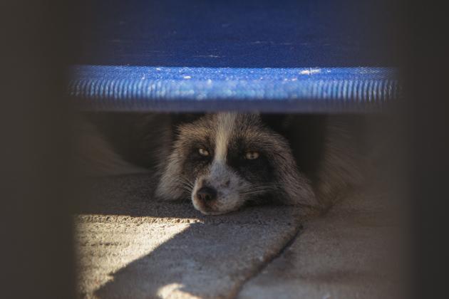 One of the residents of the Salty Fox Sanctuary on Monday in Yulee. Photo by Ashley Chandler/News-Leader