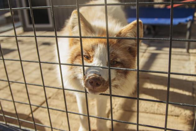 One of the residents of the Salty Fox Sanctuary on Monday in Yulee. Photo by Ashley Chandler/News-Leader
