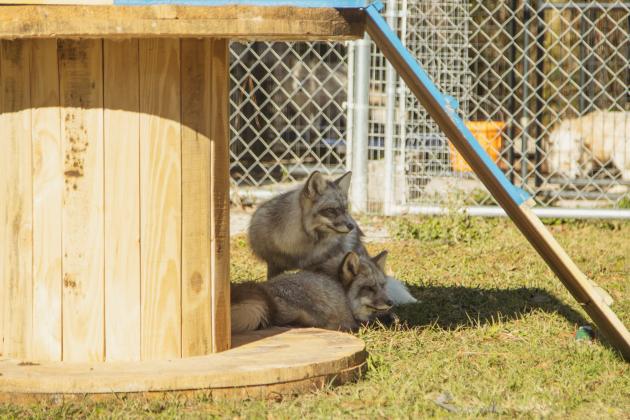 A pair of sisters at the Salty Fox Sanctuary on Monday in Yulee. Photo by Ashley Chandler/News-Leader