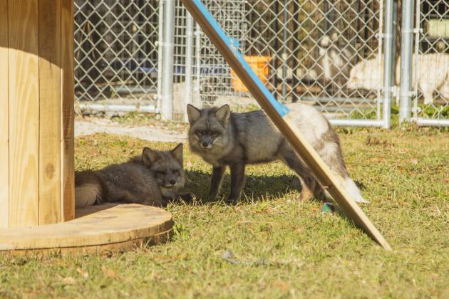 A pair of sisters at the Salty Fox Sanctuary on Monday in Yulee. Photo by Ashley Chandler/News-Leader