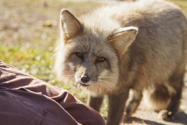 One of the residents of the Salty Fox Sanctuary on Monday in Yulee. Photo by Ashley Chandler/News-Leader