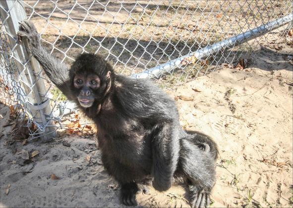 Bentley the two-year-old spider monkey observes his new enclosure.  By Marisa DeMar/News-Leader 