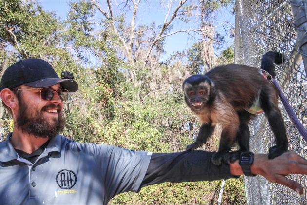 Chloe the capuchin monkey climbs on Jake Stephenson while setting up for work on Jan 1.  By Marisa DeMar/News-Leader 