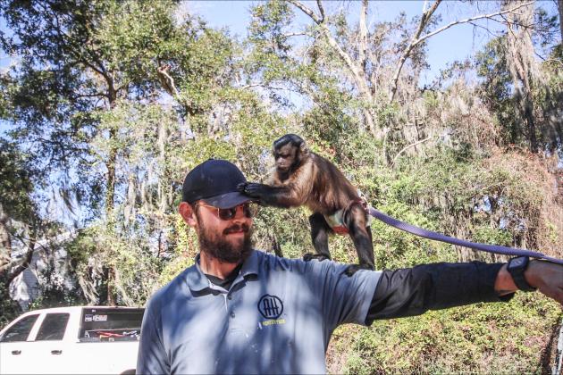 Chloe the capuchin monkey climbs on Jake Stephenson while setting up for work on Jan 1.  By Marisa DeMar/News-Leader 