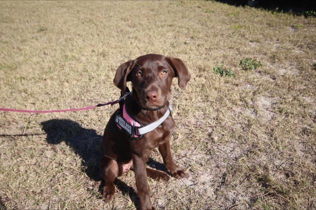 Daisy, an autism assistance canine.
