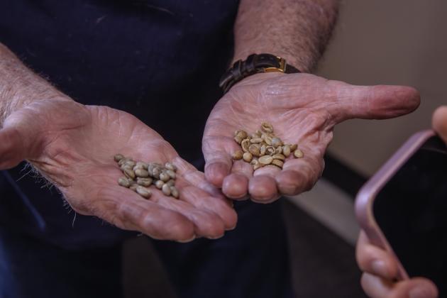 Two different types of raw coffee bean at Nuanz Coffee Roasters