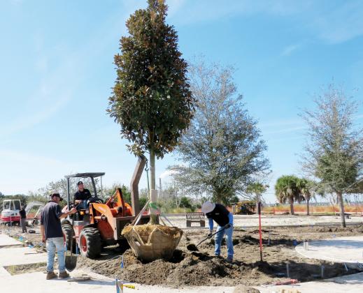 A magnolia tree is placed in the ground by workers from Liberty Landscape Supply on Thursday at Amelia River Waterfront Park. Photo by Amy Mulligan/News-Leader