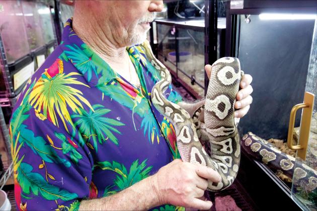 : Sam Johnson holds ball pythons for sale at Sam's Flying Frog Ranch in Yulee. By Marisa DeMar/News-Leader