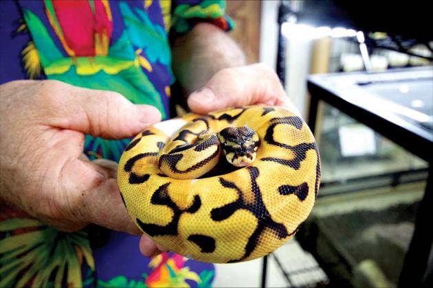 : Sam Johnson holds ball pythons for sale at Sam's Flying Frog Ranch in Yulee. By Marisa DeMar/News-Leader