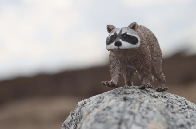 Francine (Frankie) Gross’ toy raccoon crests the rocky terrain of Fort Clinch. By Francine (Frankie) Gross