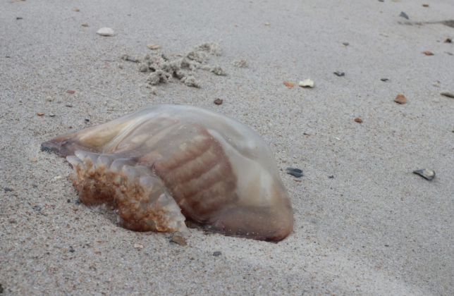 A Cannonball Jellyfish washed ashore at Fort Clinch State Park. By Adhya Murthy