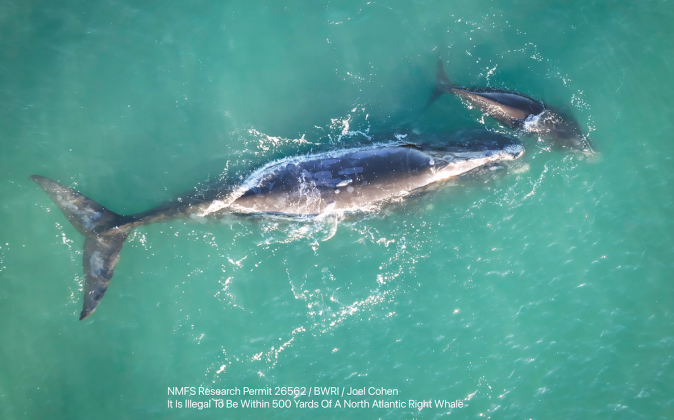 Uca’s tail flukes shows white, which is scarring from being entangled in fishing gear. By Joel Cohen