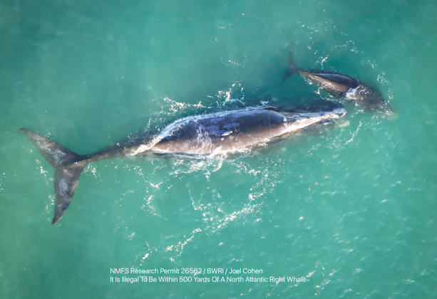 Callosity Back, named by the white callosity patches on her back, is the only whale known to have this, as all whales have it on their heads but not on their backs. By Joel Cohen