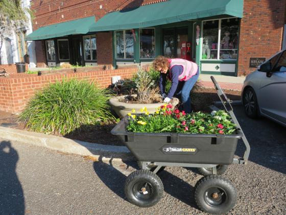 Julia Lizza plants flowers downtown on Thursday. Photo by Amy Mulligan/News-Leader