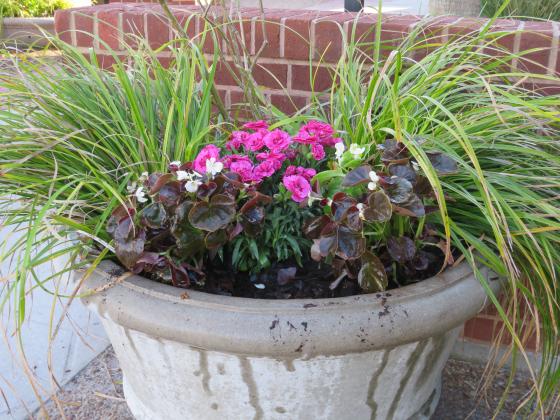 Freshly added plants in a container downtown. Photo by Amy Mulligan/News-Leader