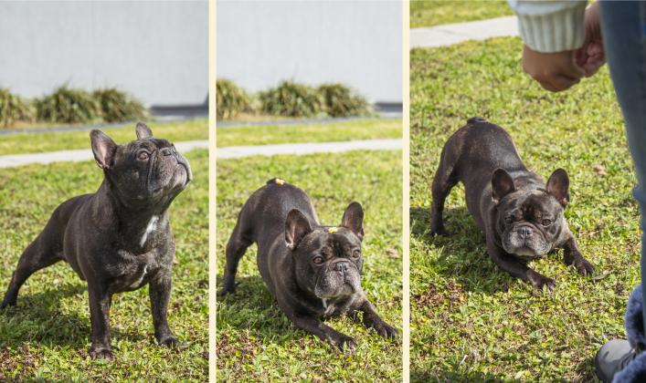 Hero the French bulldog shows of one of many of the tricks that he knows in February outside of his home in Callahan. Photo by Ashley Chandler/News-Leader