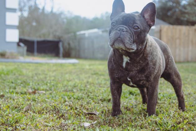 Hero the French bulldog. Photo by Ashley Chandler/News-Leader