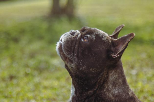 Hero the French bulldog. Photo by Ashley Chandler/News-Leader