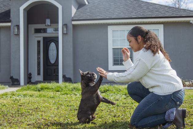 Christine Roldan works with Hero the French bulldog in February at their home in Callahan. Photo by Ashley Chandler/News-Leader