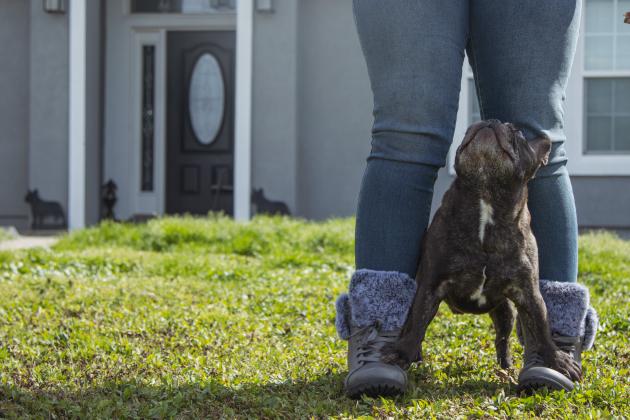 Christine Roldan works with Hero the French bulldog in February at their home in Callahan. Photo by Ashley Chandler/News-Leader