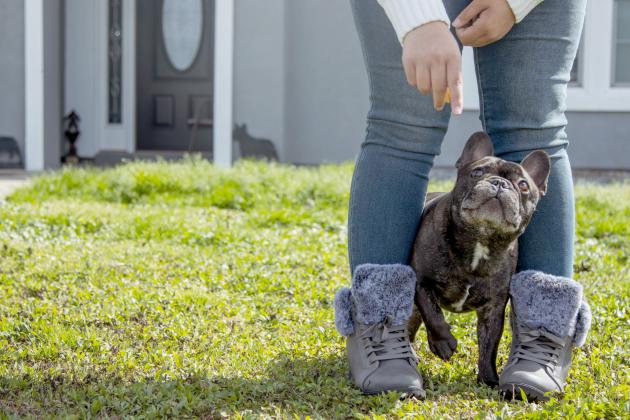 Christine Roldan works with Hero the French bulldog in February at their home in Callahan. Photo by Ashley Chandler/News-Leader