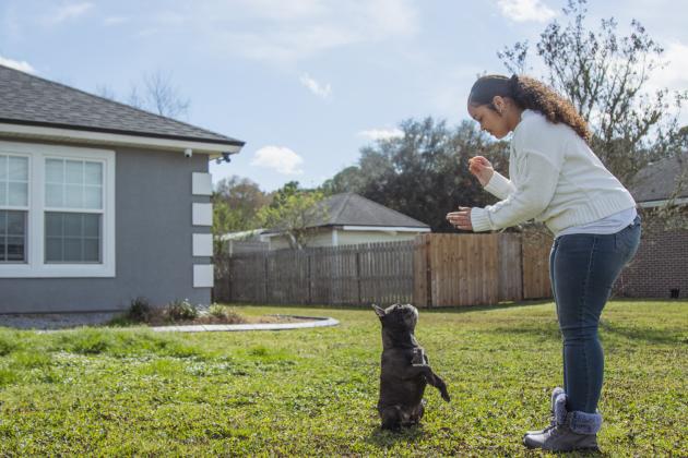 Christine Roldan works with Hero the French bulldog in February at their home in Callahan. Photo by Ashley Chandler/News-Leader