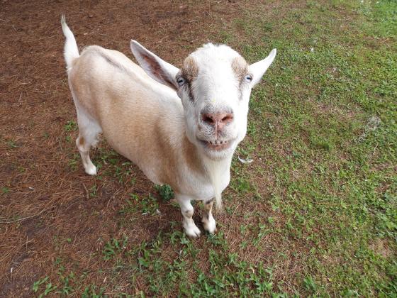 A goat smiles for a picture at Jaybird Hammock Farm in Yulee. By Marisa DeMar/News-Leader