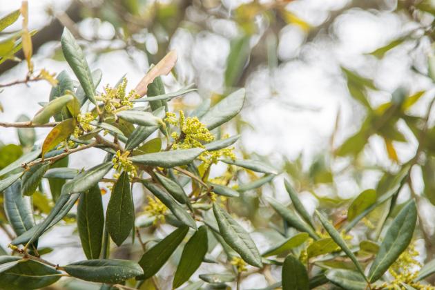 Blooming branches of a tree along the Ron Sapp Egans Creek Greenway trail. Ashley Chandler/News-Leader