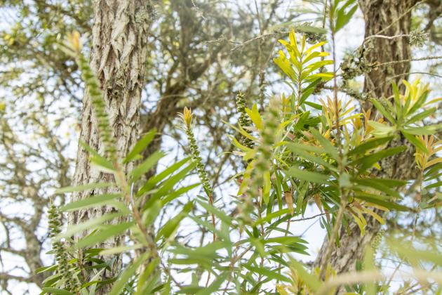 Blooming branches of a tree outside the Atlantic Recreation Center in Fernandina Beach. Ashley Chandler/News-Leader