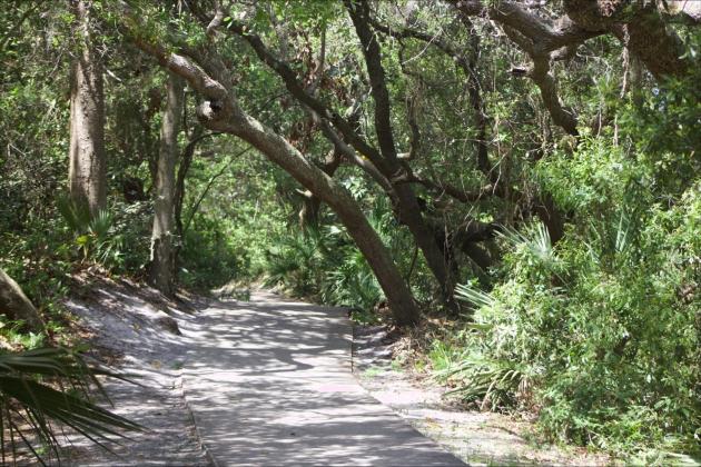Trees grow alongside a sidewalk near the Ritz Carlton entrance and the Golf Club of Amelia Island. Marisa DeMar/News-Leader