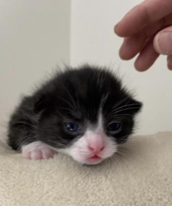 Two week old Ollie: this age requires the adequate care of being bottle fed every two hours if the mother is not present. Marisa DeMar/News-Leader